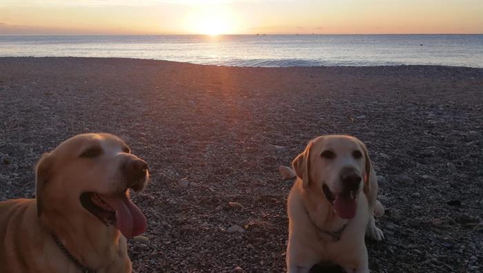 20181217/labrador_1_3473475.jpeg